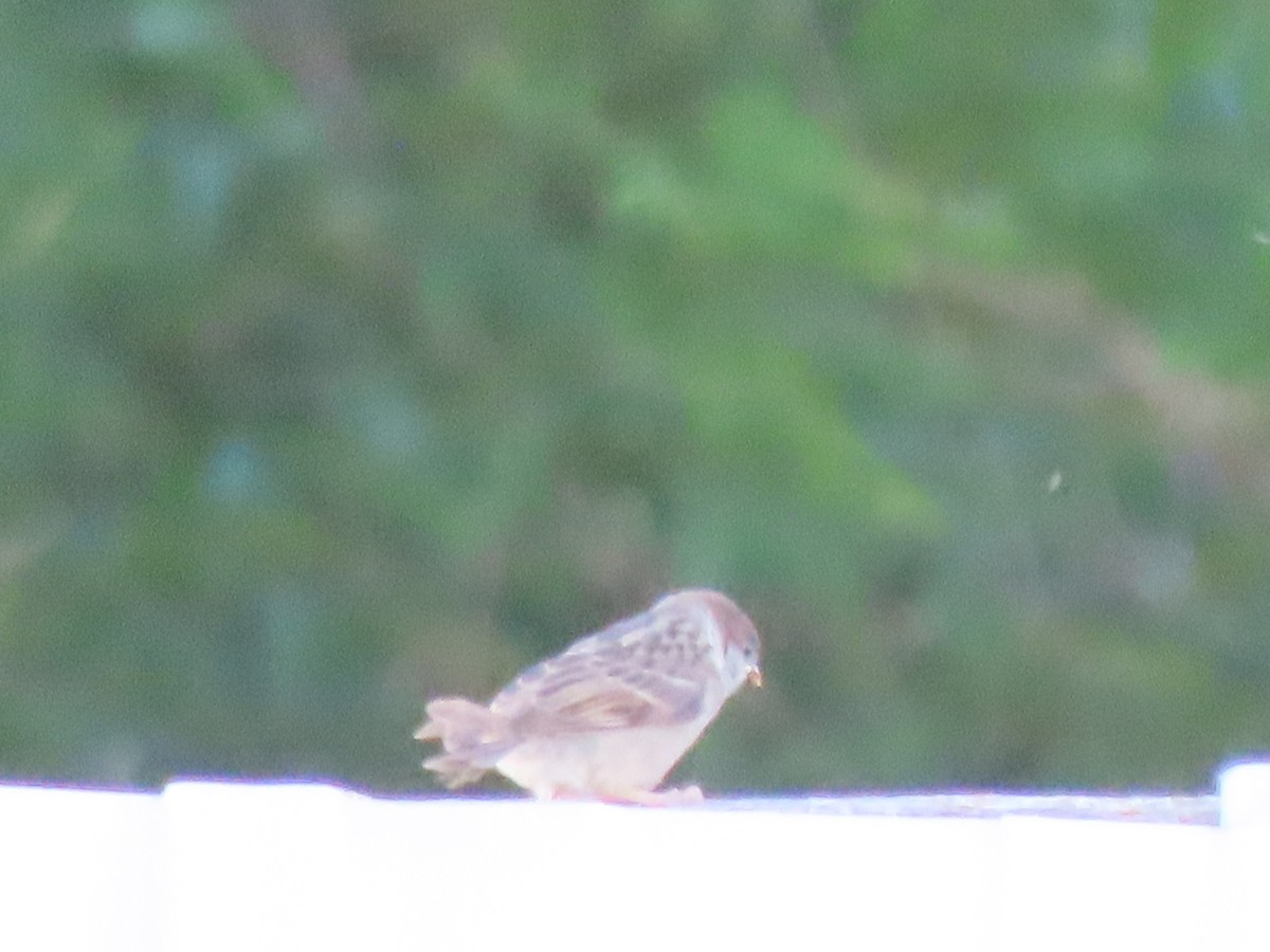 Eurasian Tree Sparrow - ML620863919