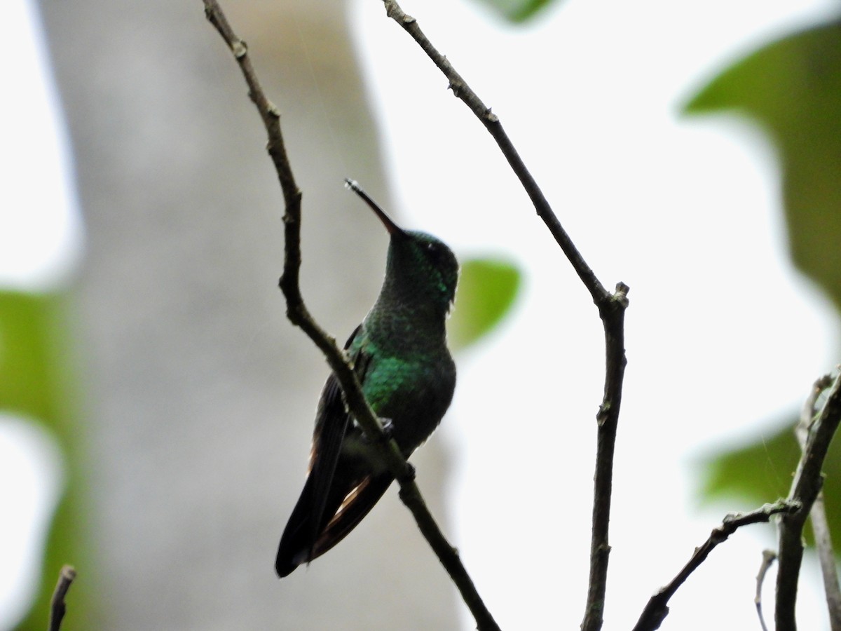kolibřík měděnořitý - ML620863928