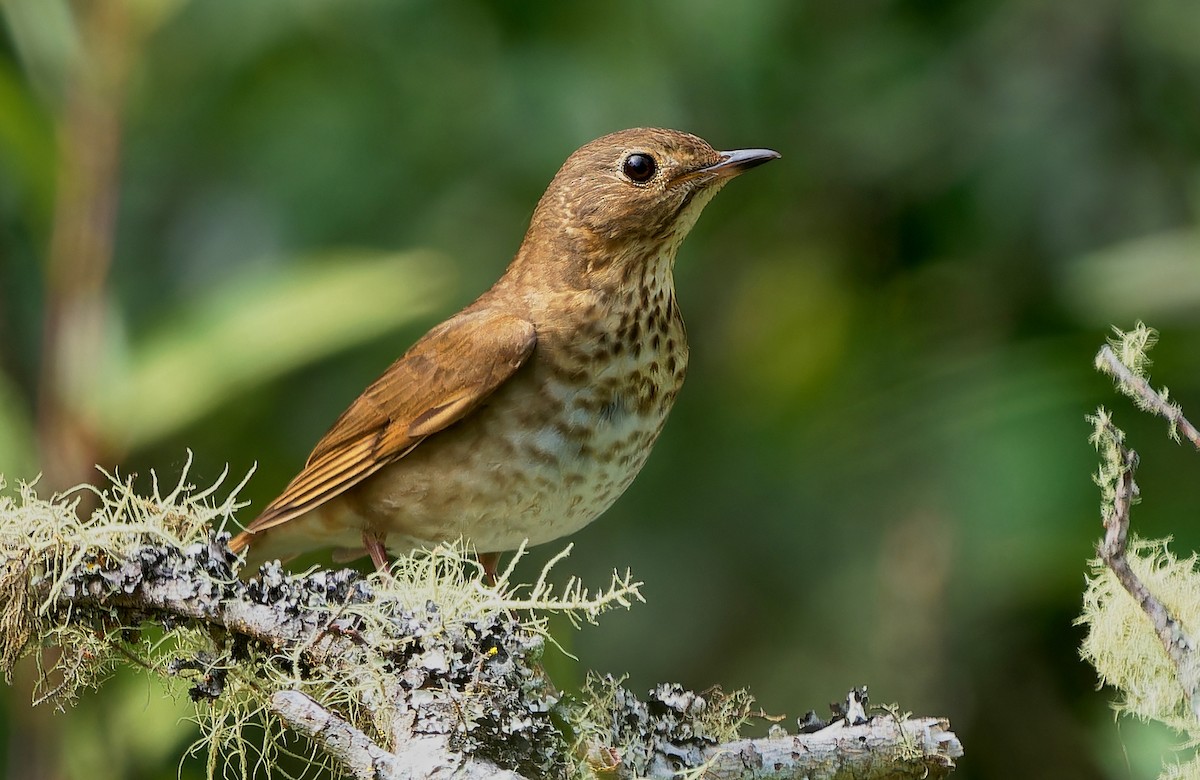 Swainson's Thrush (Russet-backed) - ML620863930