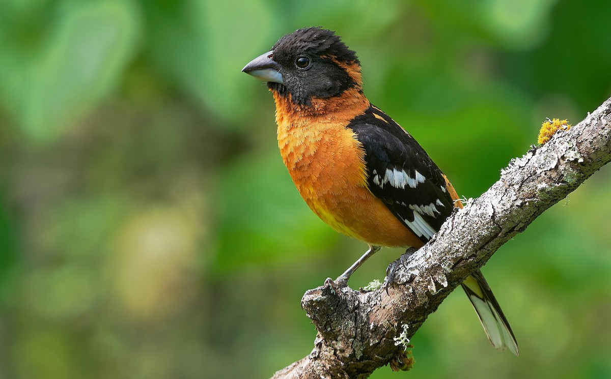 Cardinal à tête noire - ML620863932