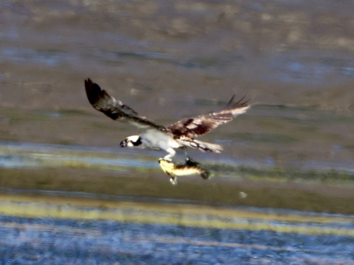 Balbuzard pêcheur - ML620863937