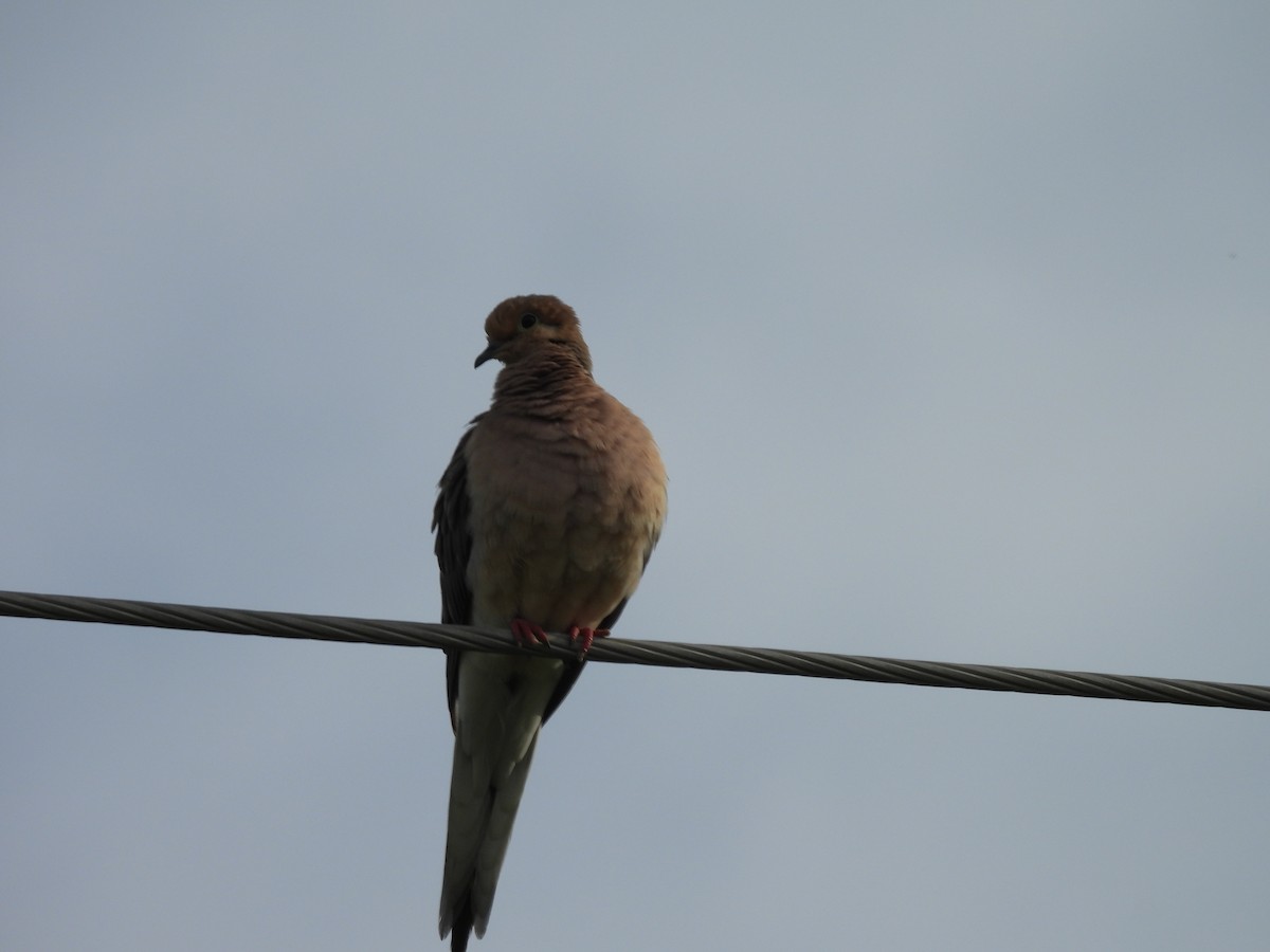 Mourning Dove - ML620863940