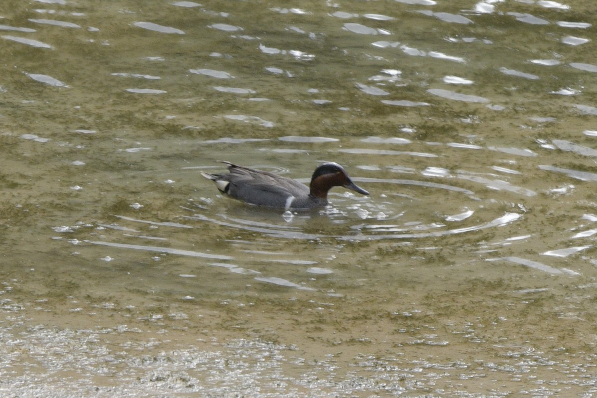 Çamurcun (carolinensis) - ML620863943