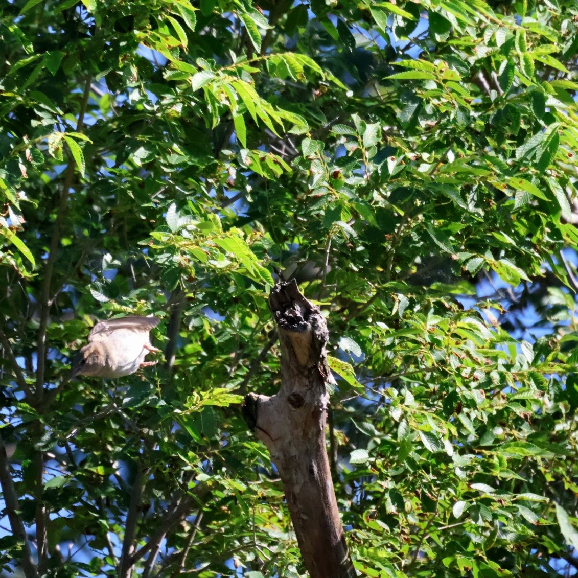 House Sparrow - ML620863957