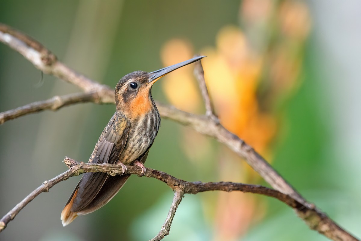 Saw-billed Hermit - ML620863963