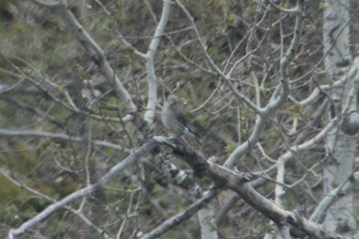 Mountain Bluebird - ML620863990