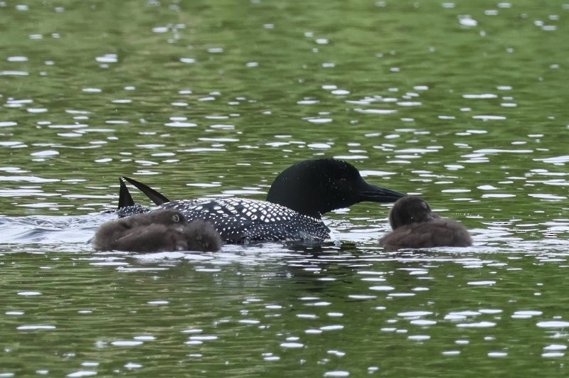 Common Loon - Scott Jubinville