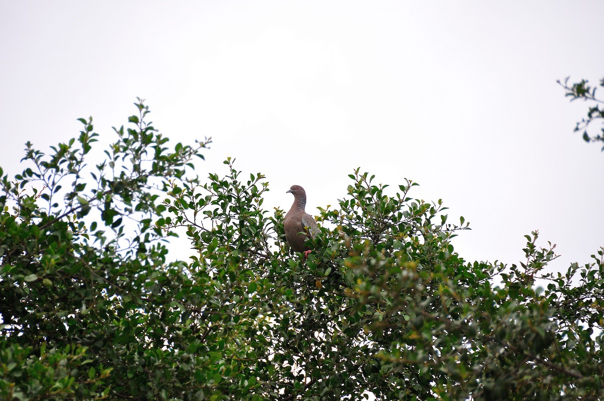 Picazuro Pigeon - Thomas Trombone