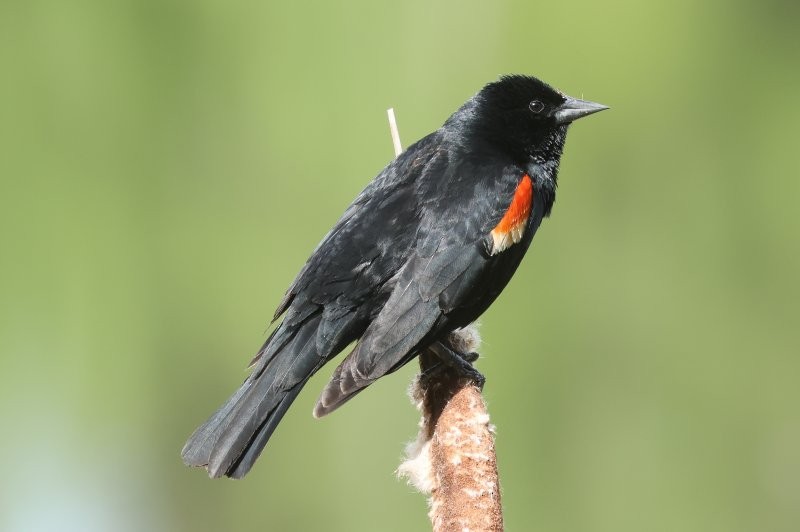 Red-winged Blackbird - ML620863997