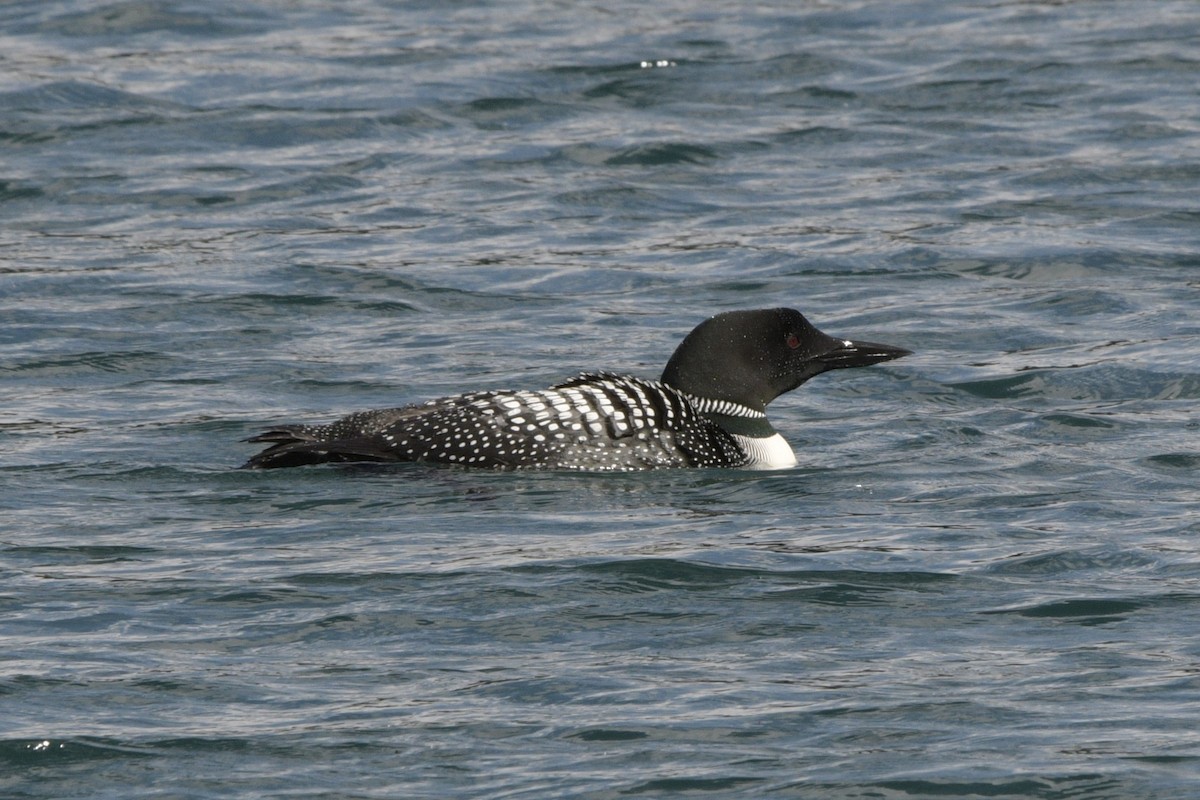 Plongeon huard - ML620863998