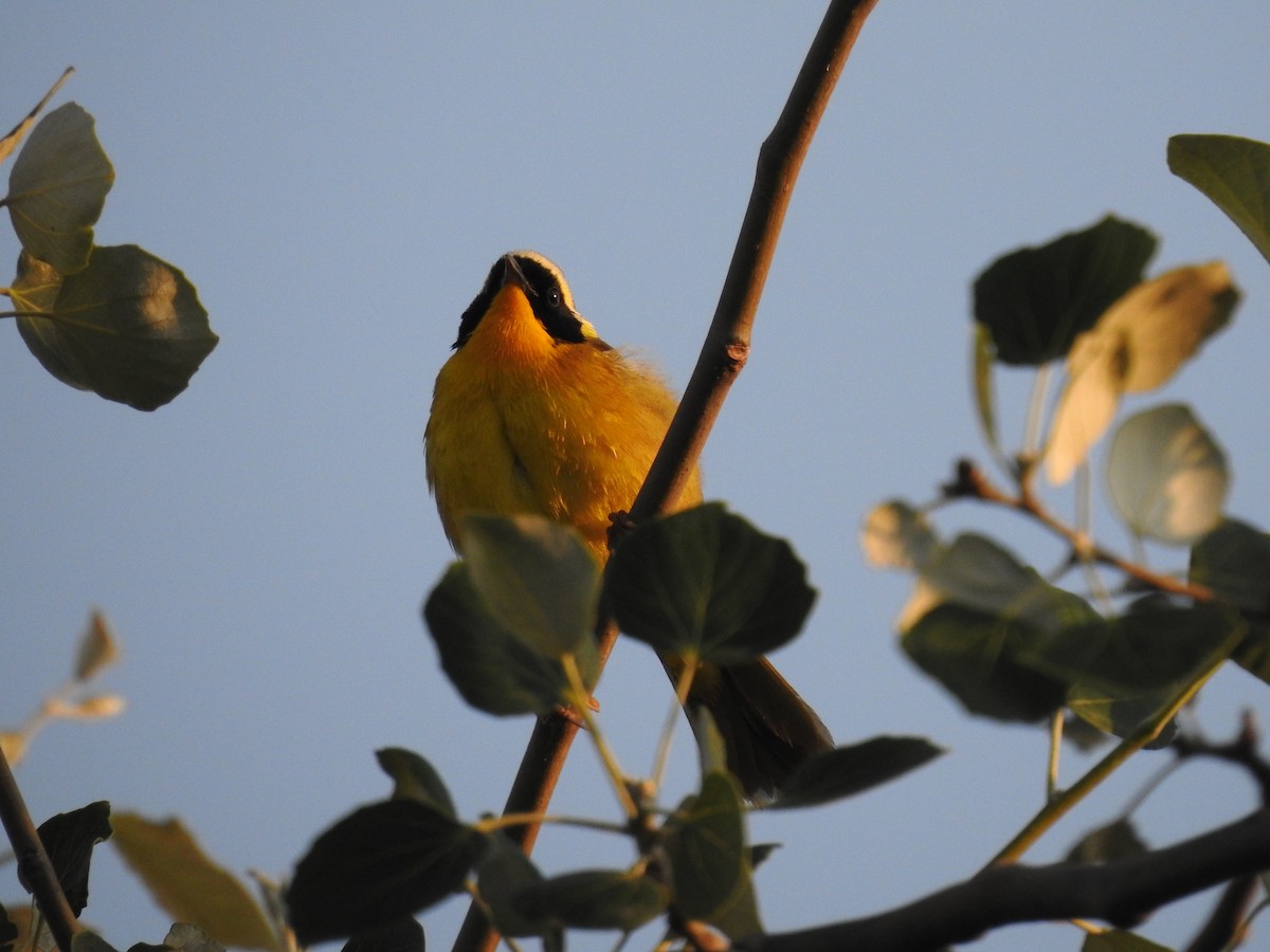 Common Yellowthroat - ML620864002