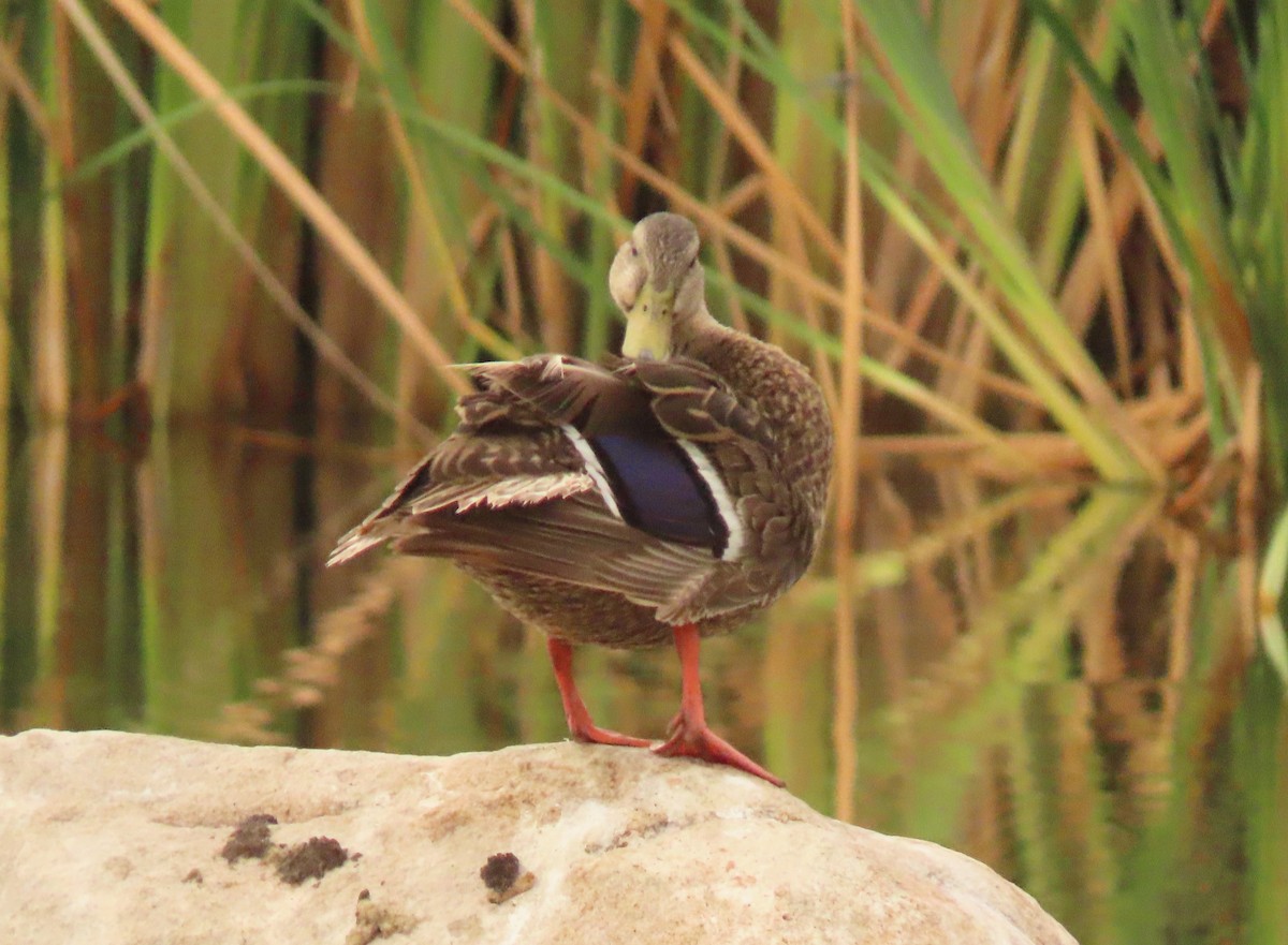 Mexican Duck - ML620864014