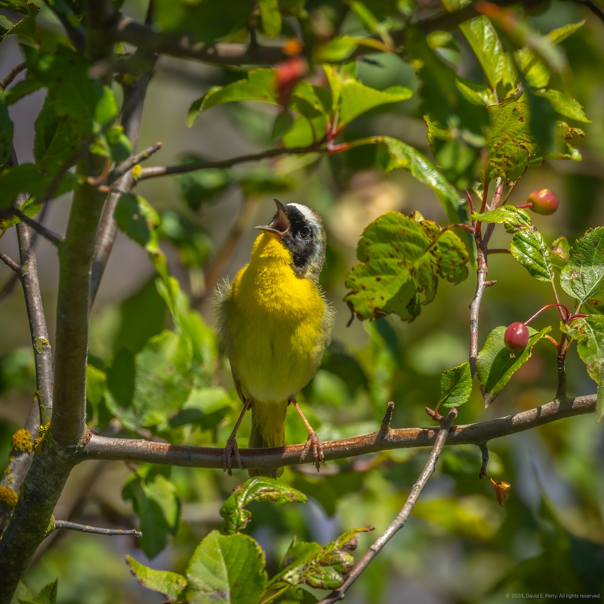 Common Yellowthroat - ML620864024