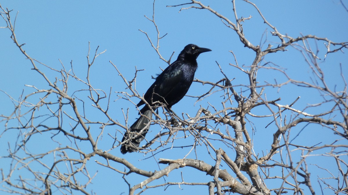 Great-tailed Grackle - ML620864026