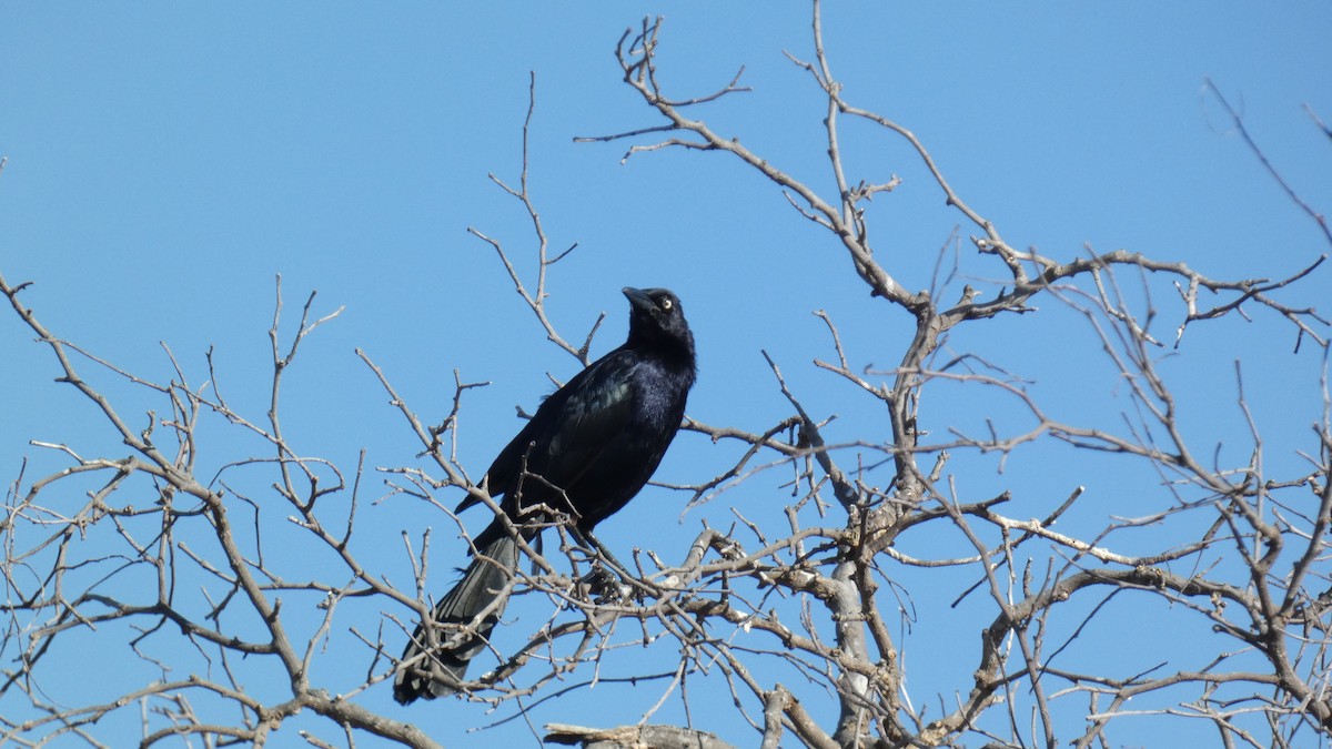 Great-tailed Grackle - ML620864027