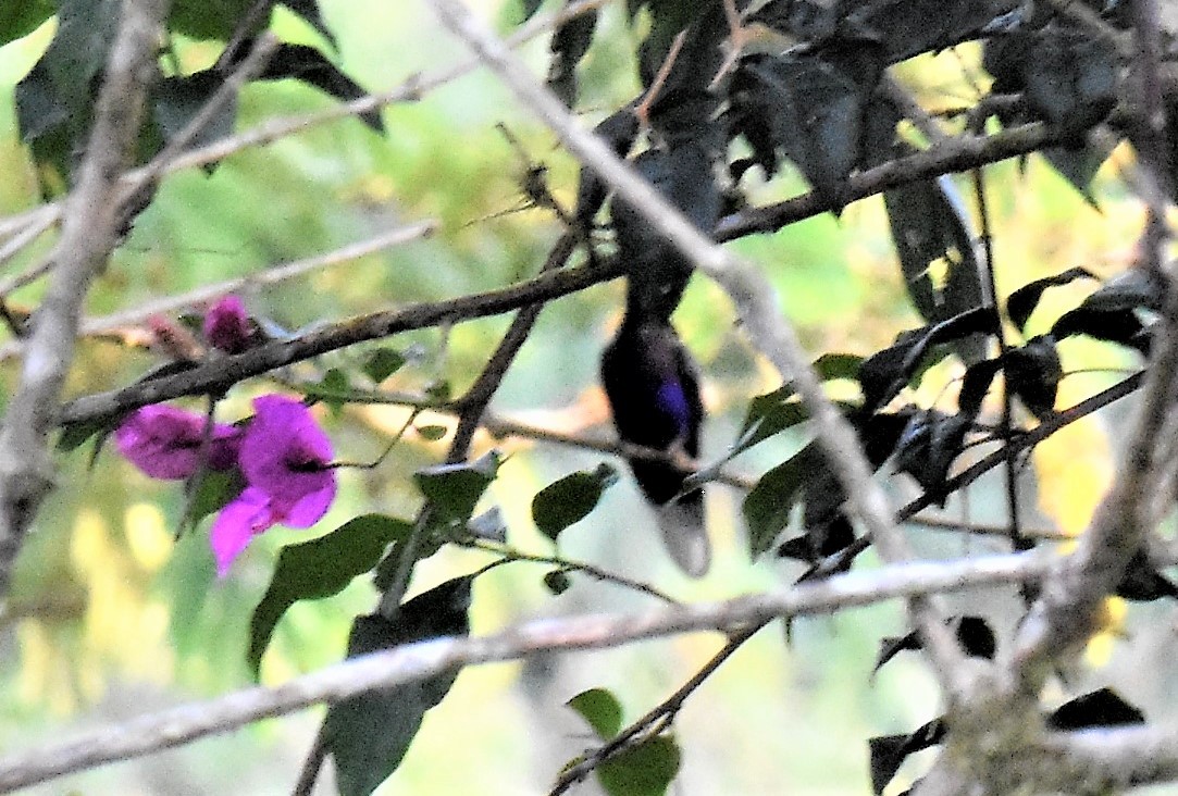 kolibřík fialkový - ML620864031