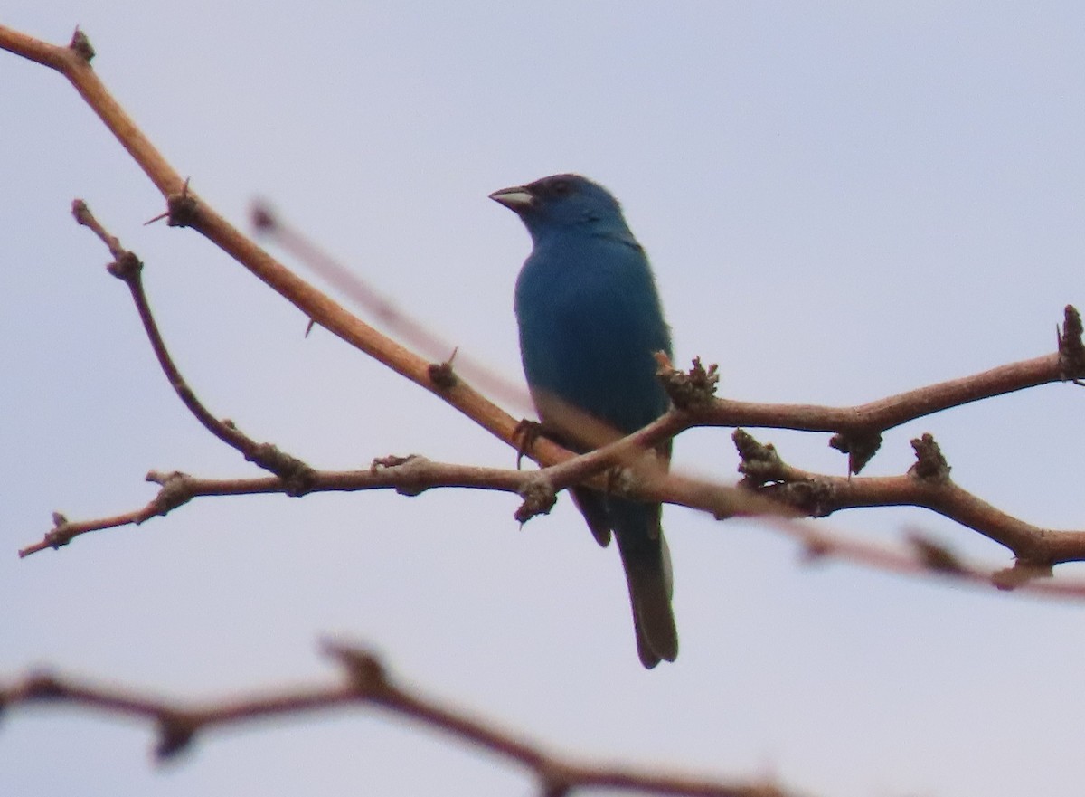 Indigo Bunting - ML620864032