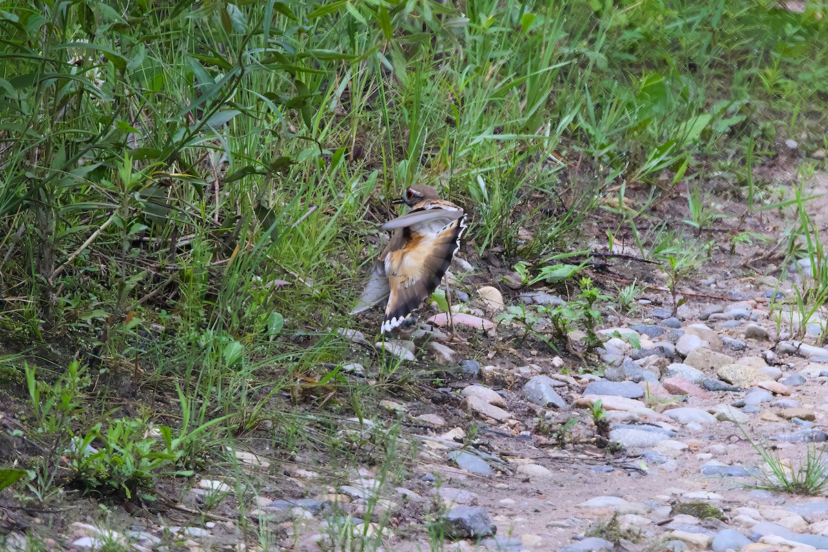 Killdeer - Stan Lilley