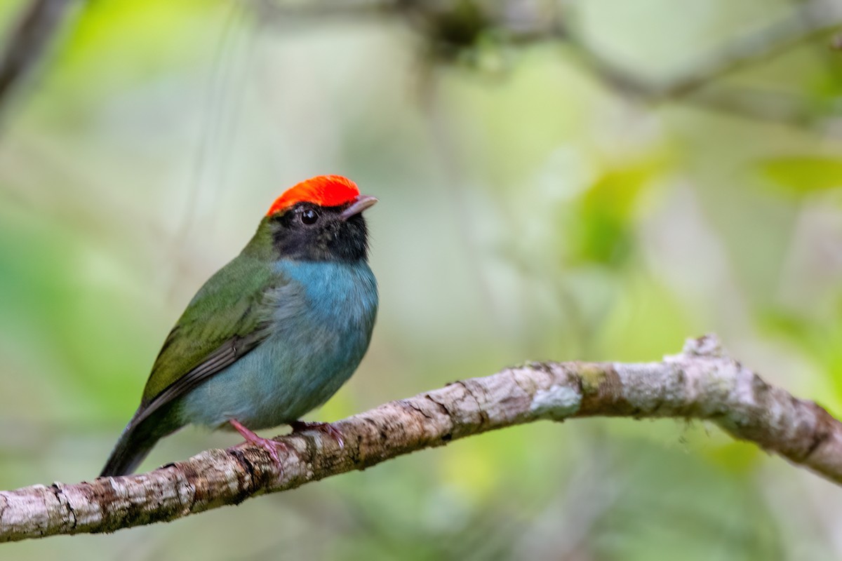 Swallow-tailed Manakin - ML620864037