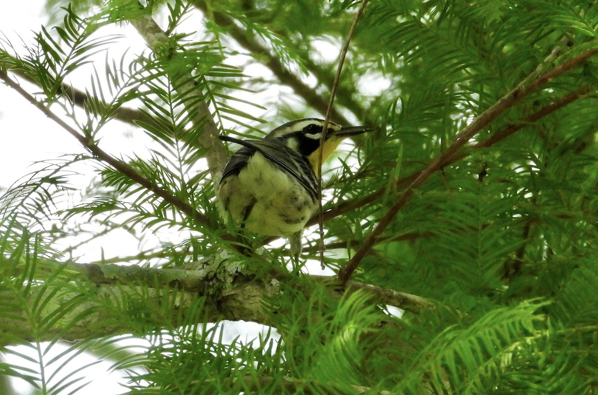 Yellow-throated Warbler - ML620864041