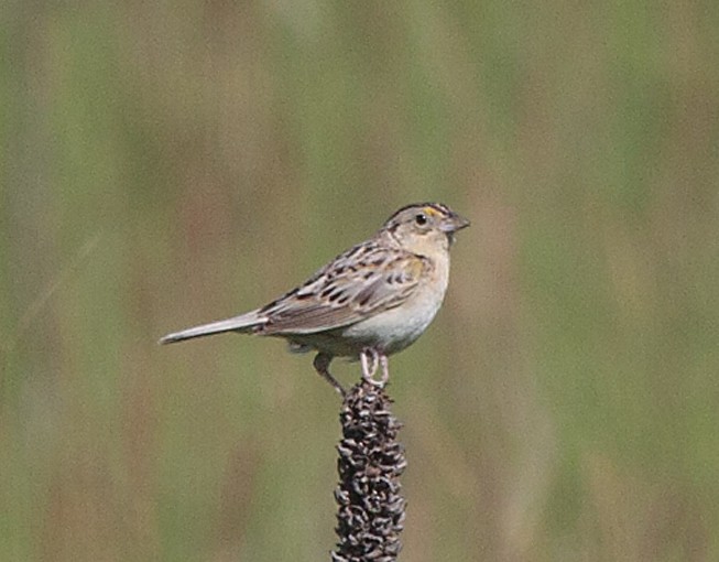 Grasshopper Sparrow - ML620864042