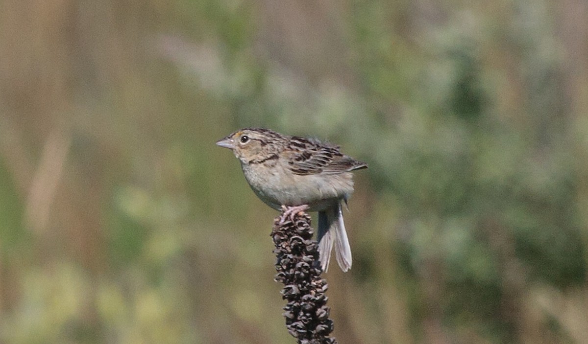 Grasshopper Sparrow - ML620864055