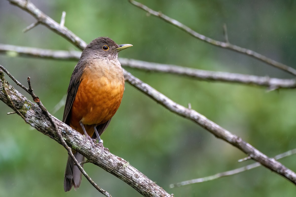 Rufous-bellied Thrush - ML620864057