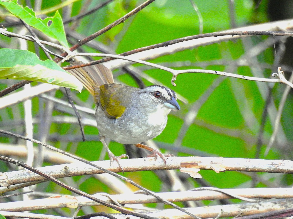 Black-striped Sparrow - ML620864060