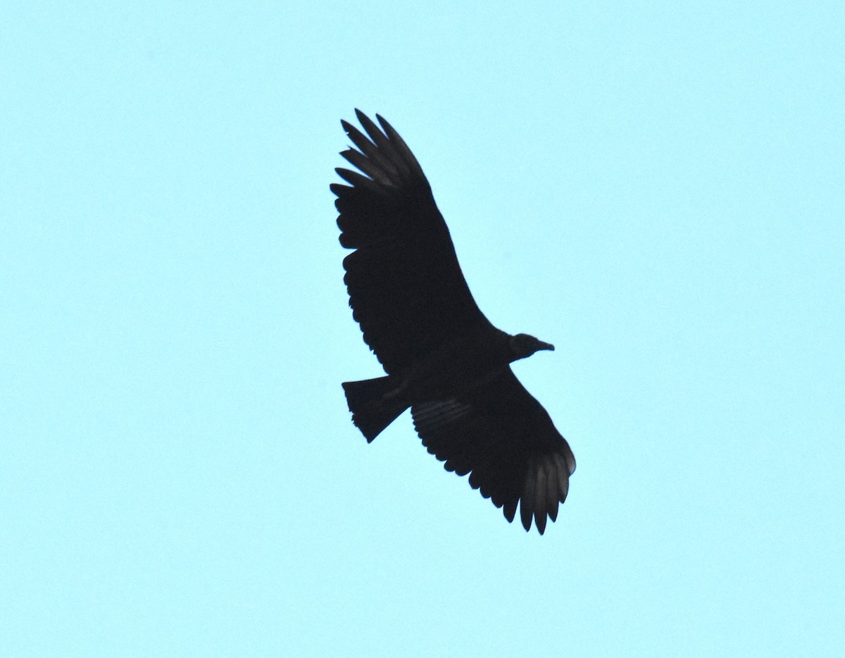 Black Vulture - ML620864068