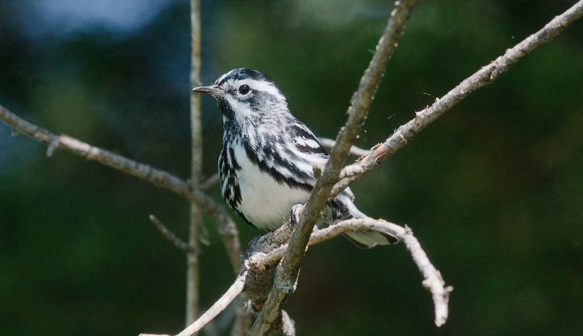 Black-and-white Warbler - ML620864069