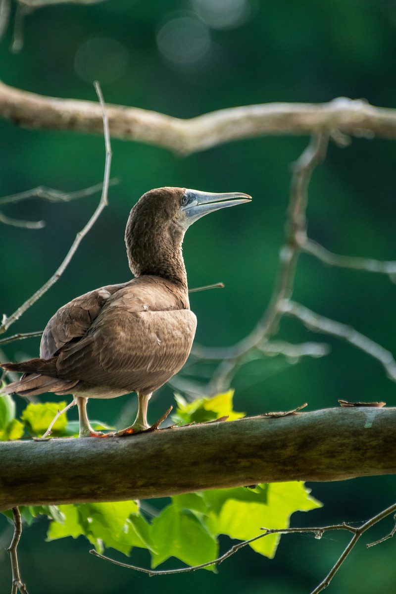 Brown Booby - ML620864086