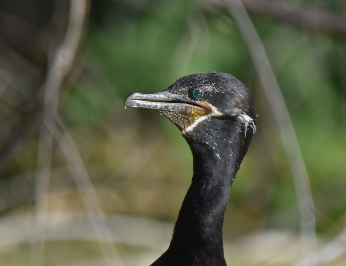 Neotropic Cormorant - ML620864088