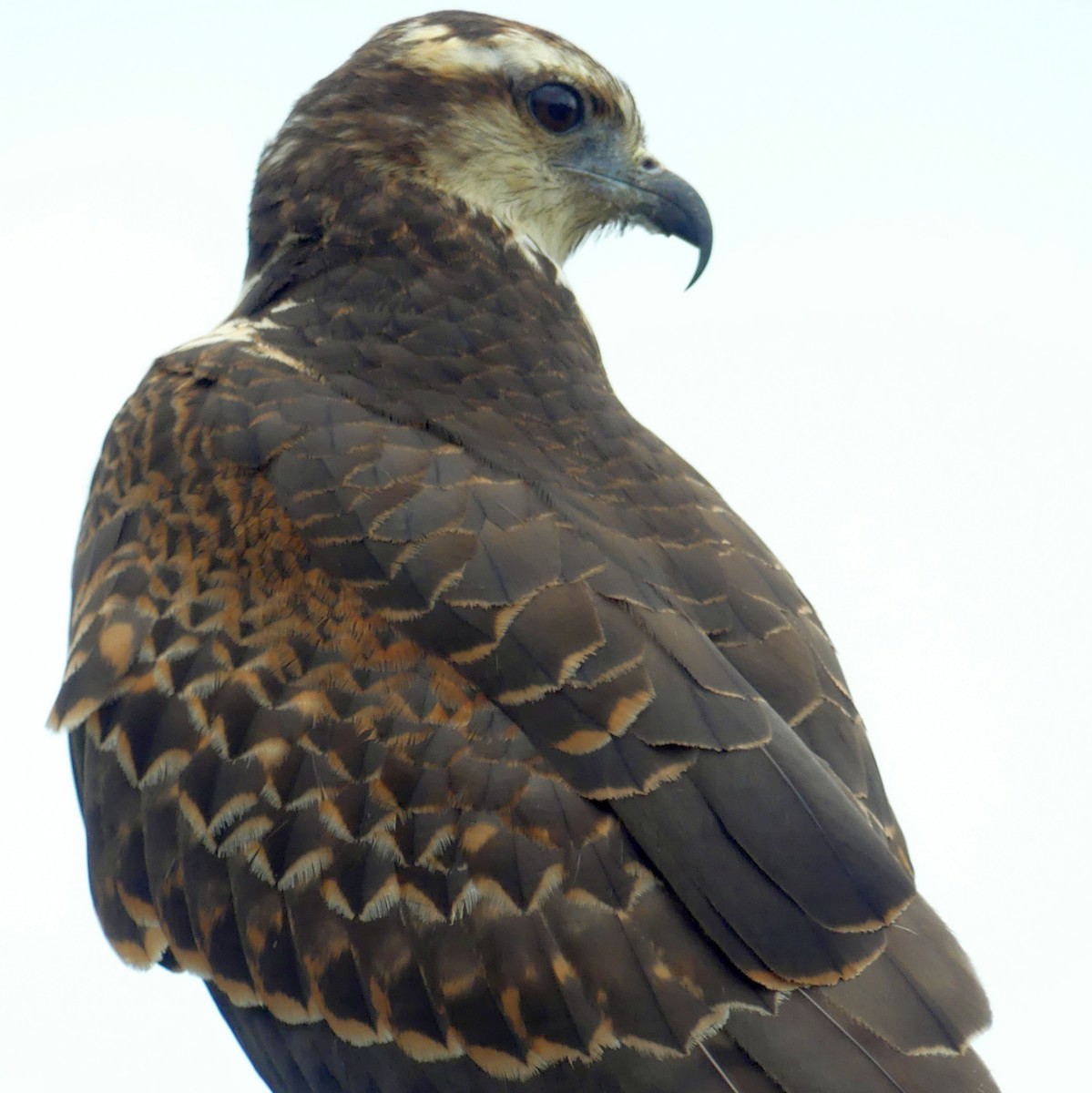 Snail Kite - ML620864129