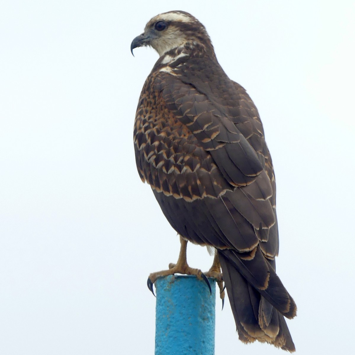 Snail Kite - ML620864130