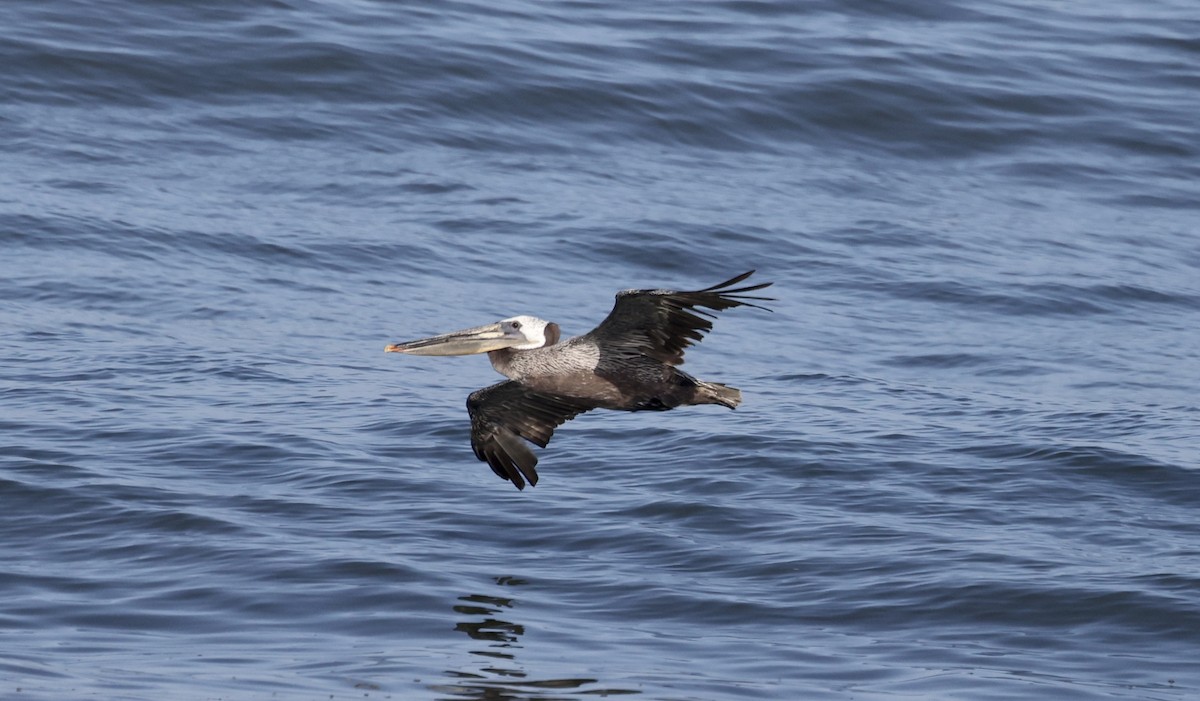 Brown Pelican - ML620864131