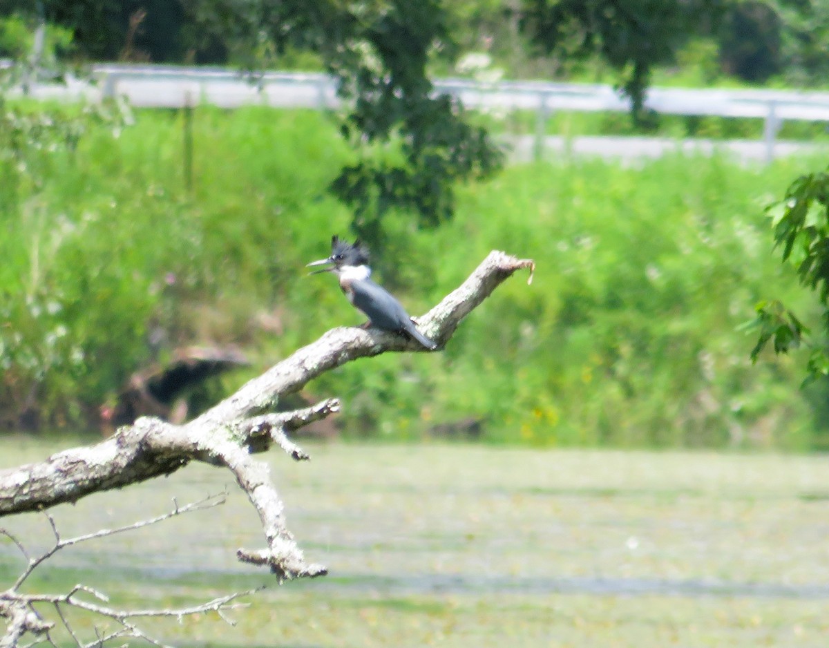 Belted Kingfisher - ML620864133