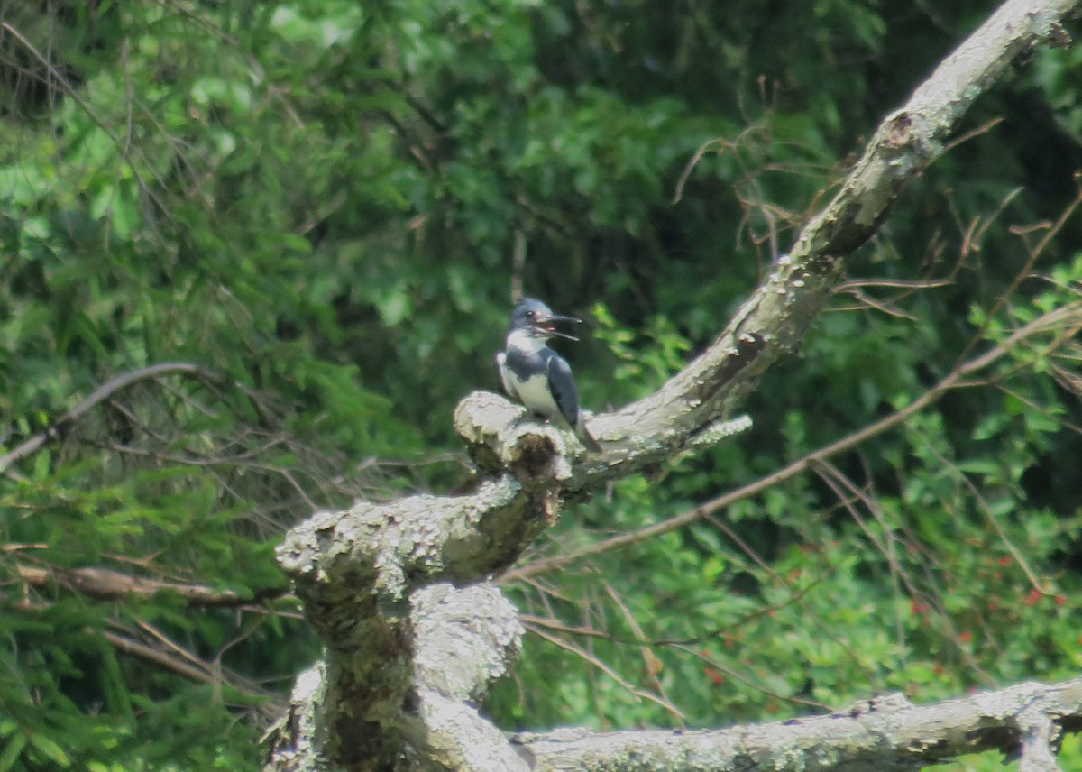 Belted Kingfisher - ML620864137