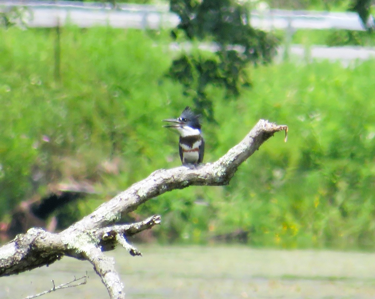 Belted Kingfisher - ML620864139