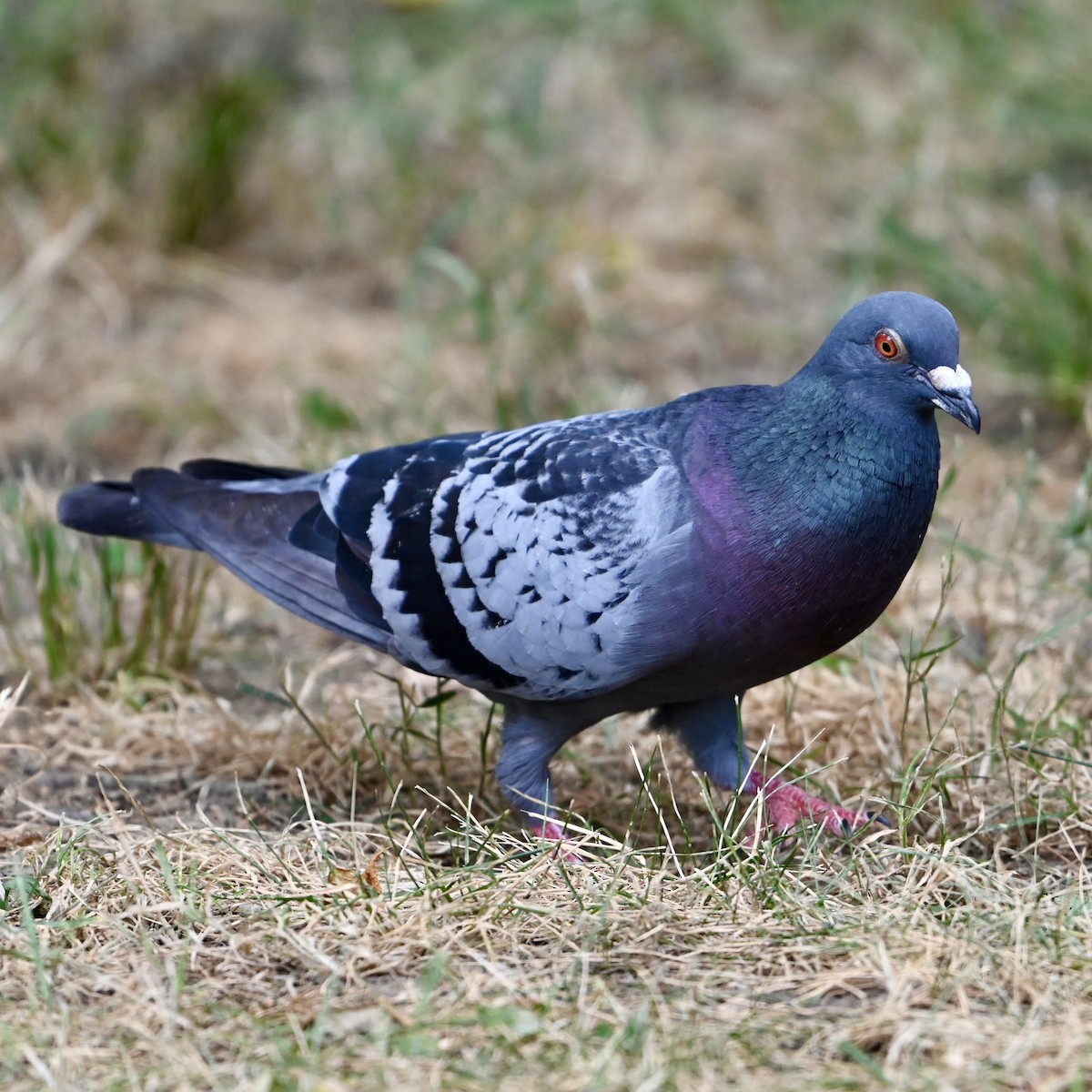 Rock Pigeon (Feral Pigeon) - ML620864143