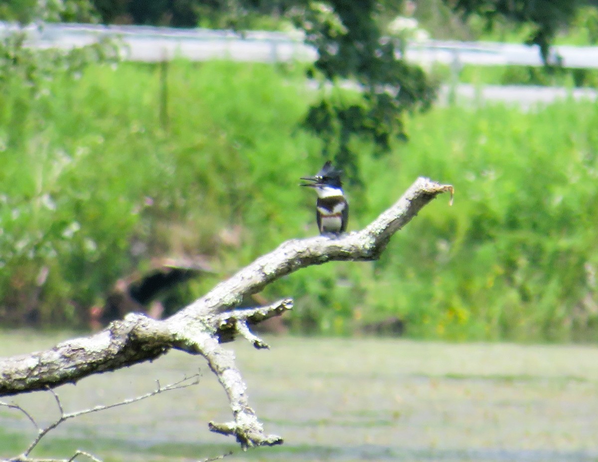 Belted Kingfisher - ML620864145