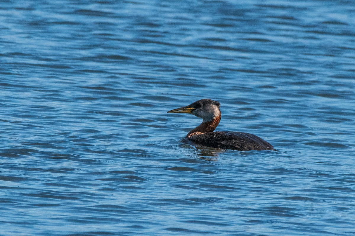 Red-necked Grebe - ML620864150