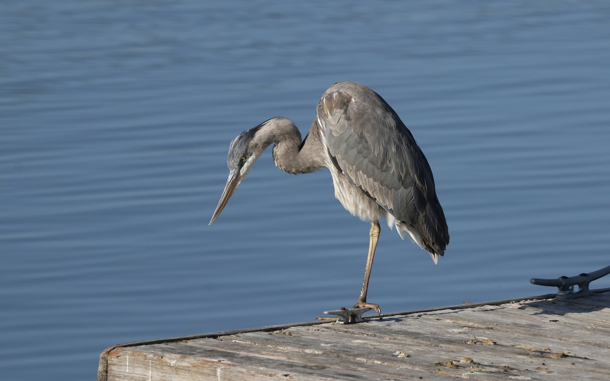 Great Blue Heron - ML620864151