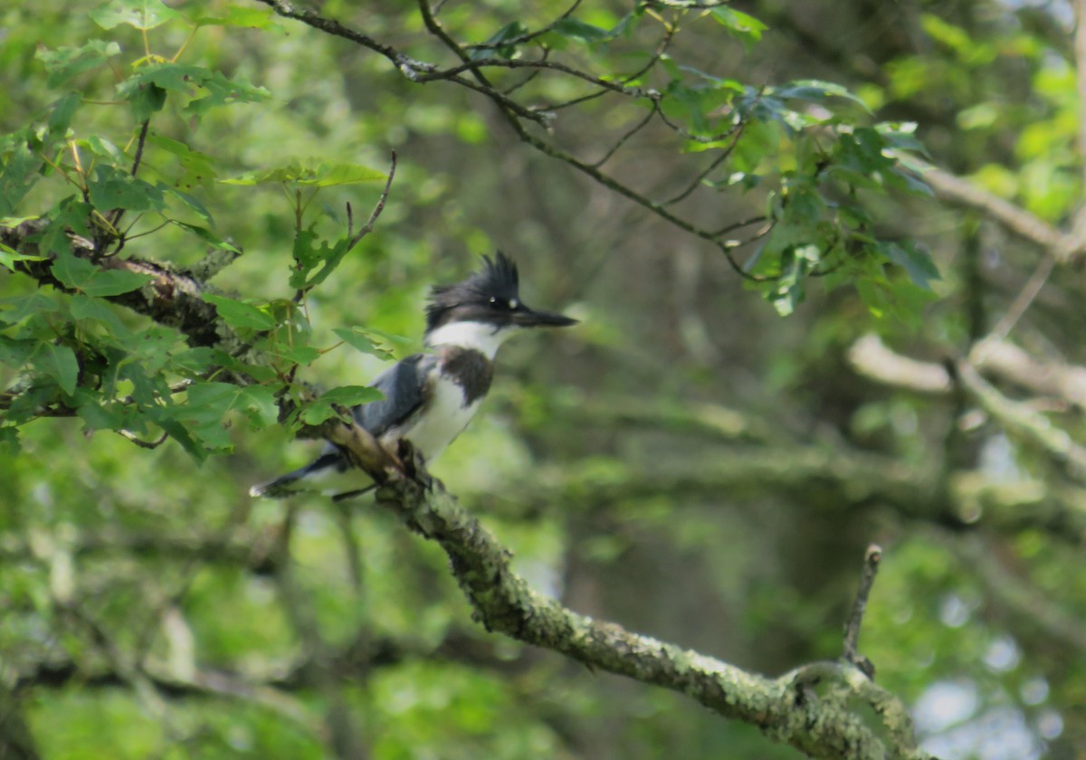 Belted Kingfisher - ML620864153