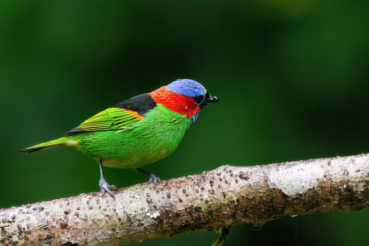 Red-necked Tanager - ML620864173