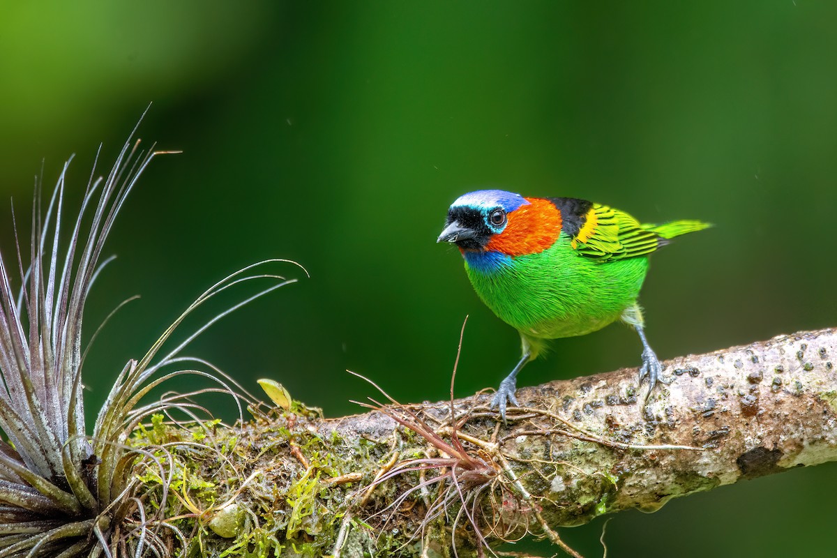 Red-necked Tanager - ML620864174