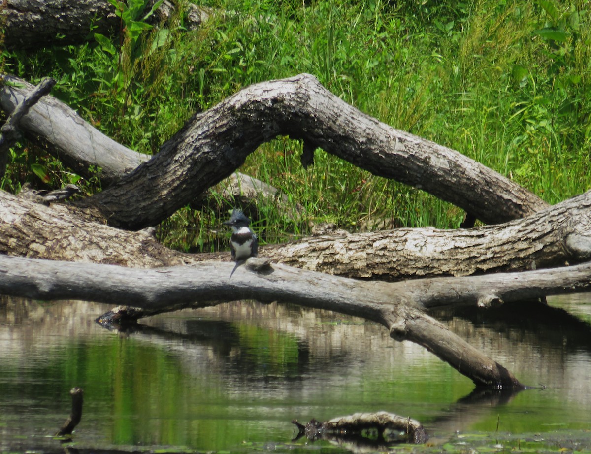 Belted Kingfisher - ML620864175