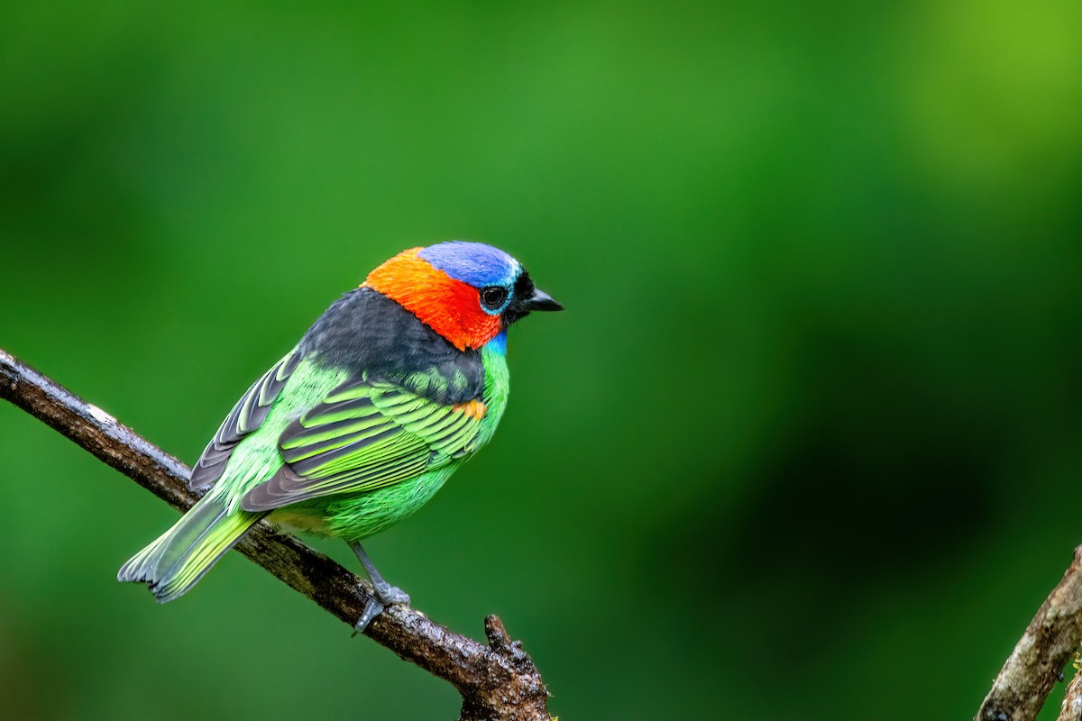 Red-necked Tanager - ML620864176