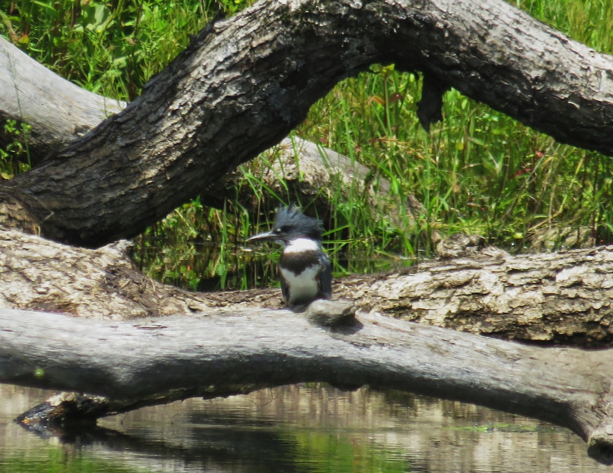 Belted Kingfisher - ML620864177