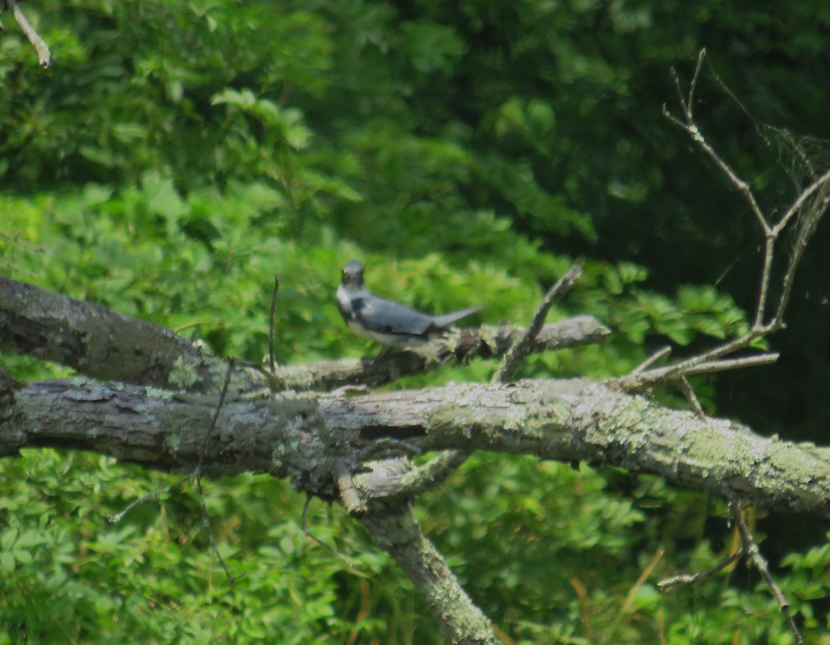 Belted Kingfisher - ML620864181