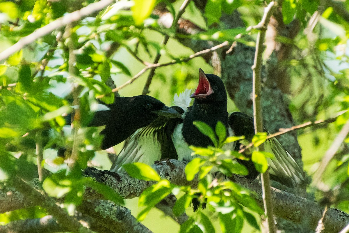 Black-billed Magpie - ML620864183